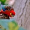 A wild Western Rosella peers at something interesting