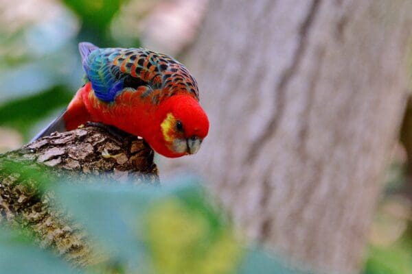 A wild Western Rosella peers at something interesting