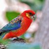 A wild Western Rosella perches in a tree