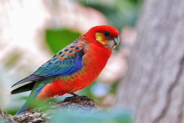 A wild Western Rosella perches in a tree