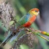 An immature wild Western Rosella perches on a branch
