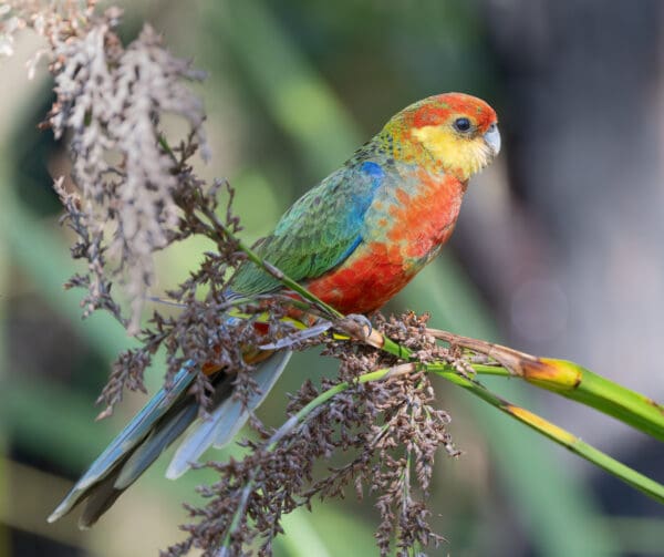 An immature wild Western Rosella perches on a branch