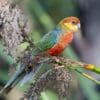 An immature wild Western Rosella perches on a branch