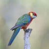 A wild Western Rosella perches on a branch