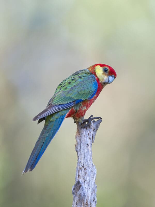 A wild Western Rosella perches on a branch
