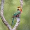 A wild Western Rosella perches on a branch