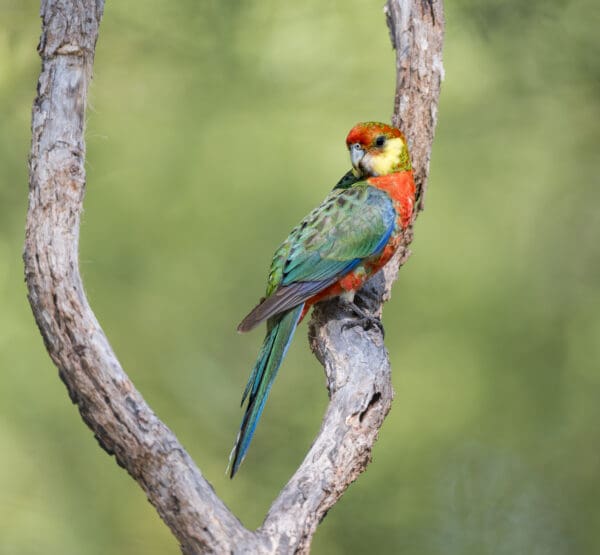 A wild Western Rosella perches on a branch