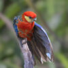A wild Western Rosella perches on a branch and stretches its wing
