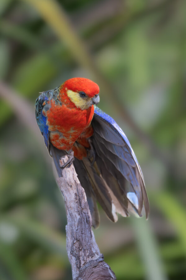 A wild Western Rosella perches on a branch and stretches its wing