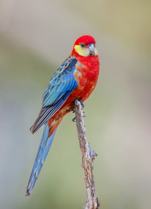 A wild Western Rosella perches on a branch
