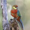 An immature wild Western Rosella perches on a branch