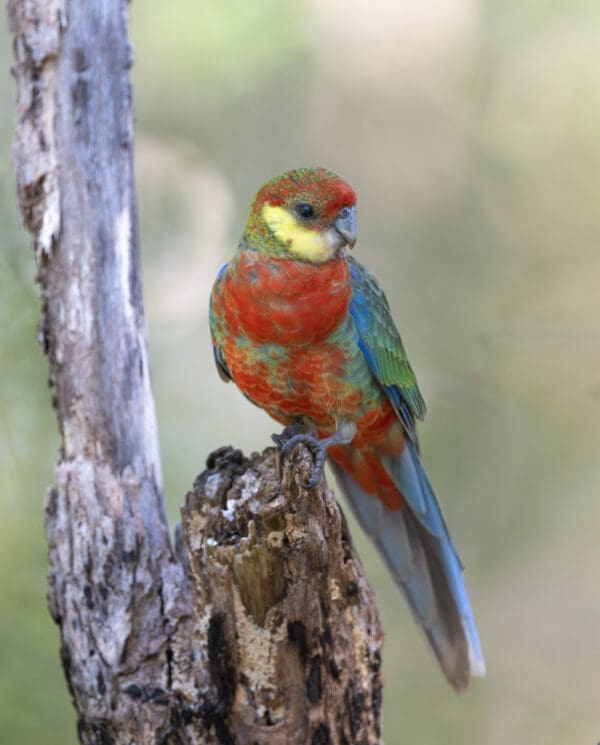 An immature wild Western Rosella perches on a branch