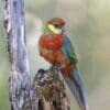 An immature wild Western Rosella perches on a branch