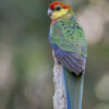 A wild Western Rosella perches on a branch