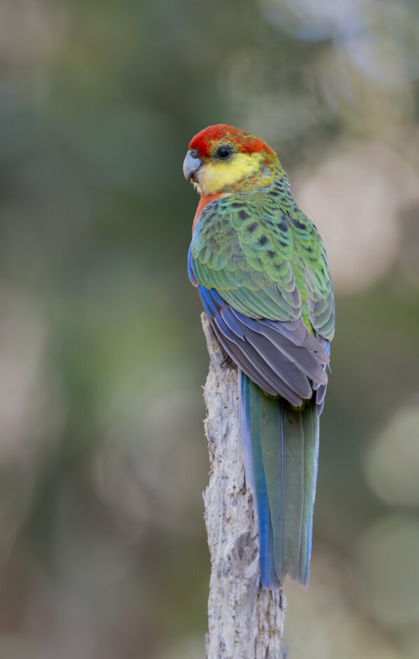 A wild Western Rosella perches on a branch