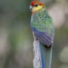 A wild Western Rosella perches on a branch