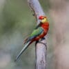 A wild Western Rosella perches on a branch