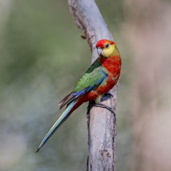 A wild Western Rosella perches on a branch
