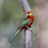 A wild Western Rosella perches on a branch
