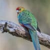 A wild Western Rosella perches on a branch