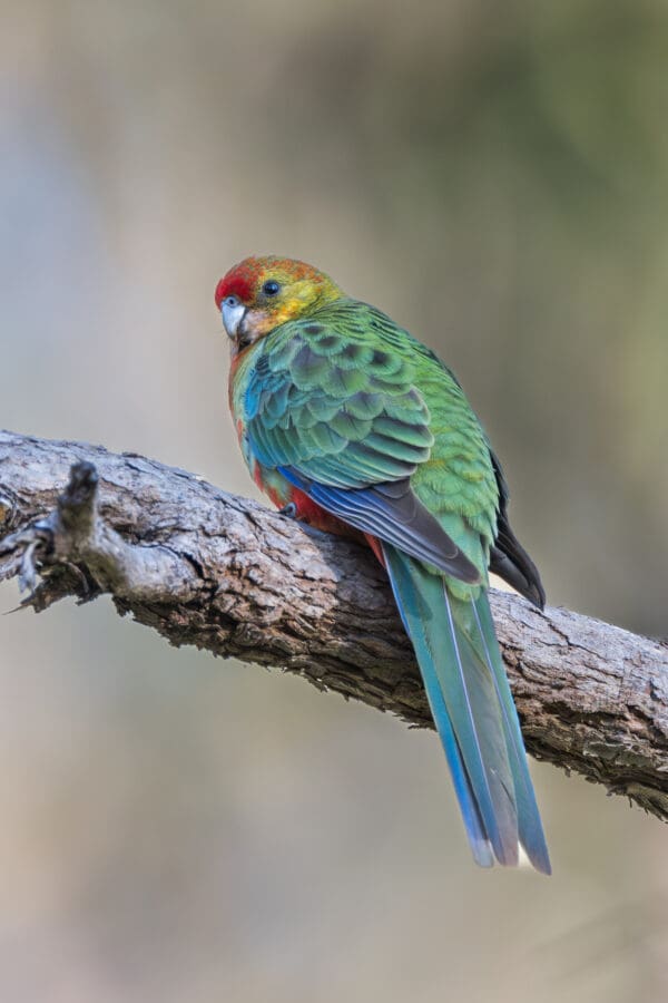 A wild Western Rosella perches on a branch