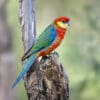 A wild Western Rosella perches on a branch