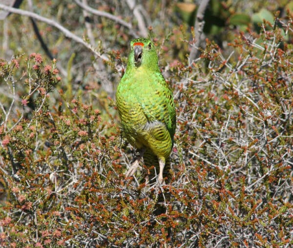 A wild Western Ground Parrot perches in a bush
