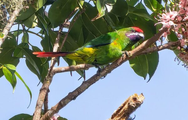 A wild Whiskered Lorikeet perches in a tree