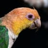 A closeup of a wild White-bellied Parrot