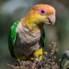 A wild White-bellied Parrot perches in a bush