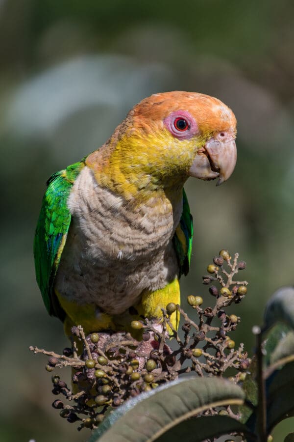 A wild White-bellied Parrot perches in a bush