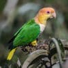 A wild White-bellied Parrot perches in a bush