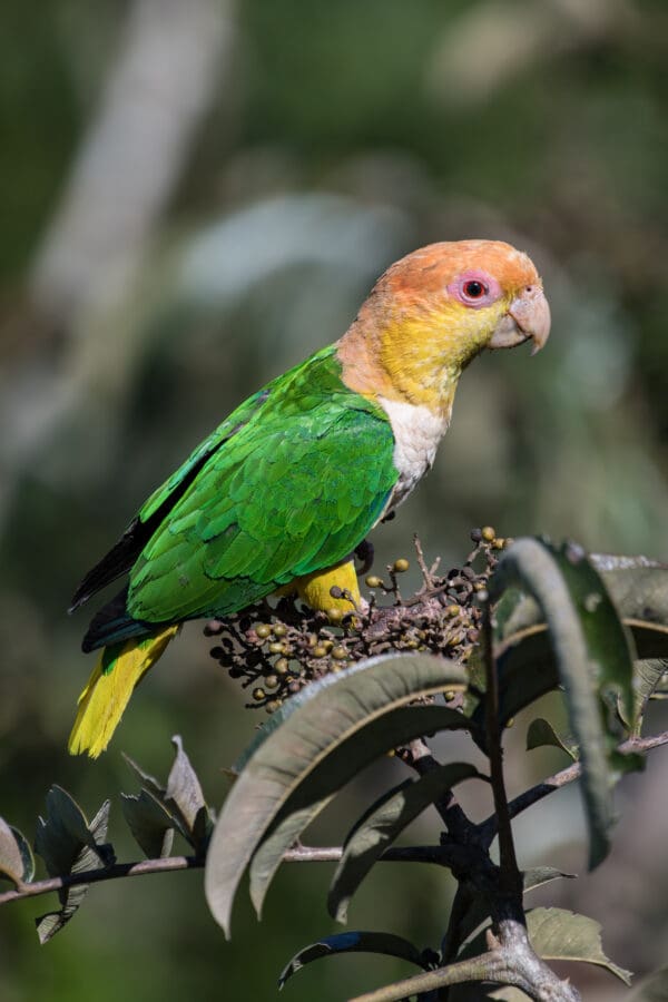 A wild White-bellied Parrot perches in a bush