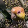 A wild White-bellied Parrot forages in a bush