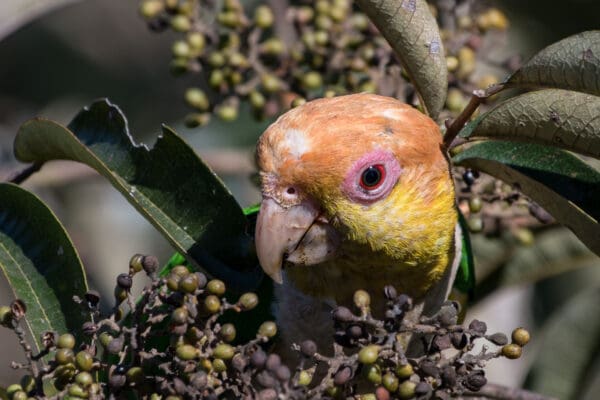 A wild White-bellied Parrot forages in a bush