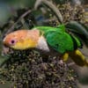 A wild White-bellied Parrot forages in a bush