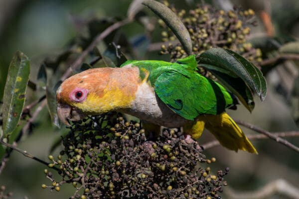 A wild White-bellied Parrot forages in a bush