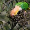 A wild White-bellied Parrot forages in a bush