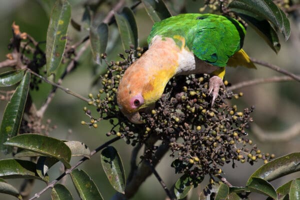 A wild White-bellied Parrot forages in a bush