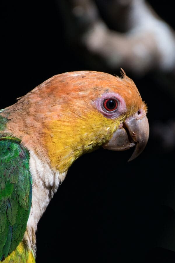 A closeup of a wild White-bellied Parrot