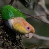 A wild White-bellied Parrot forages in a bush