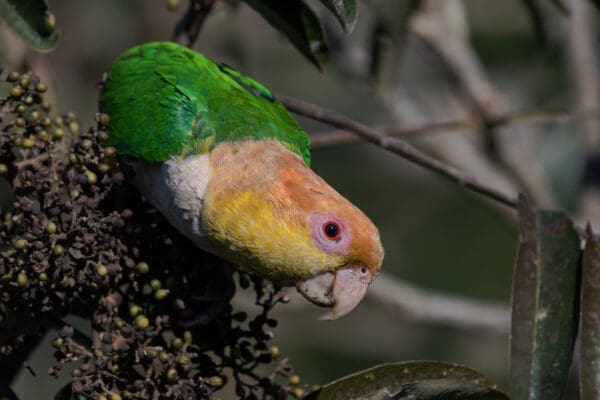 A wild White-bellied Parrot forages in a bush