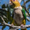 A wild White-bellied Parrot shows its brown belly, gotten from stick and branch rubbing