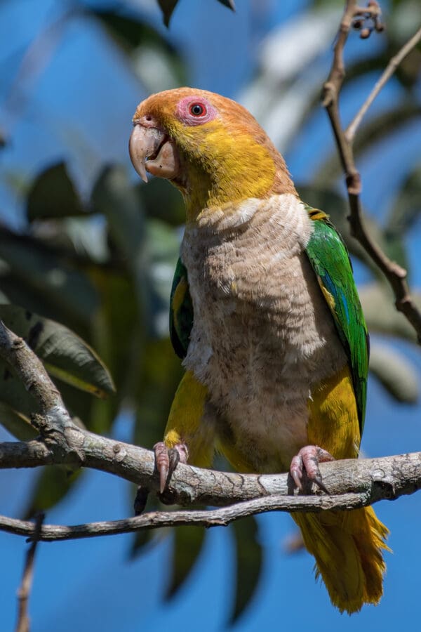 A wild White-bellied Parrot shows its brown belly, gotten from stick and branch rubbing