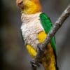 A wild White-bellied Parrot perches on a branch