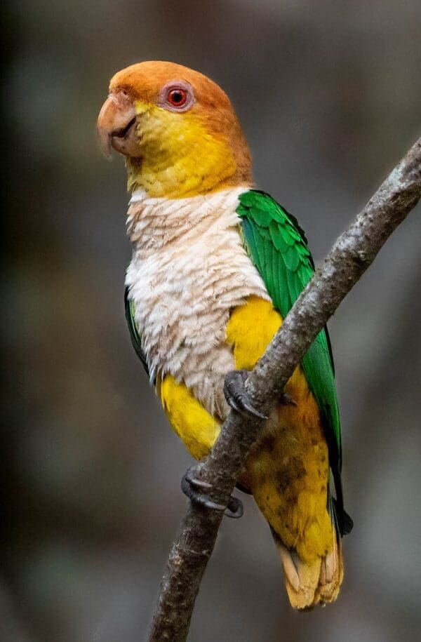A wild White-bellied Parrot perches on a branch