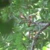 Wild White-bellied Parrots perch in a tree