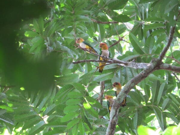 Wild White-bellied Parrots perch in a tree