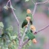 Wild White-bellied Parrots perch in a tree