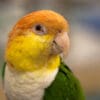 A closeup of a companion White-bellied Parrot